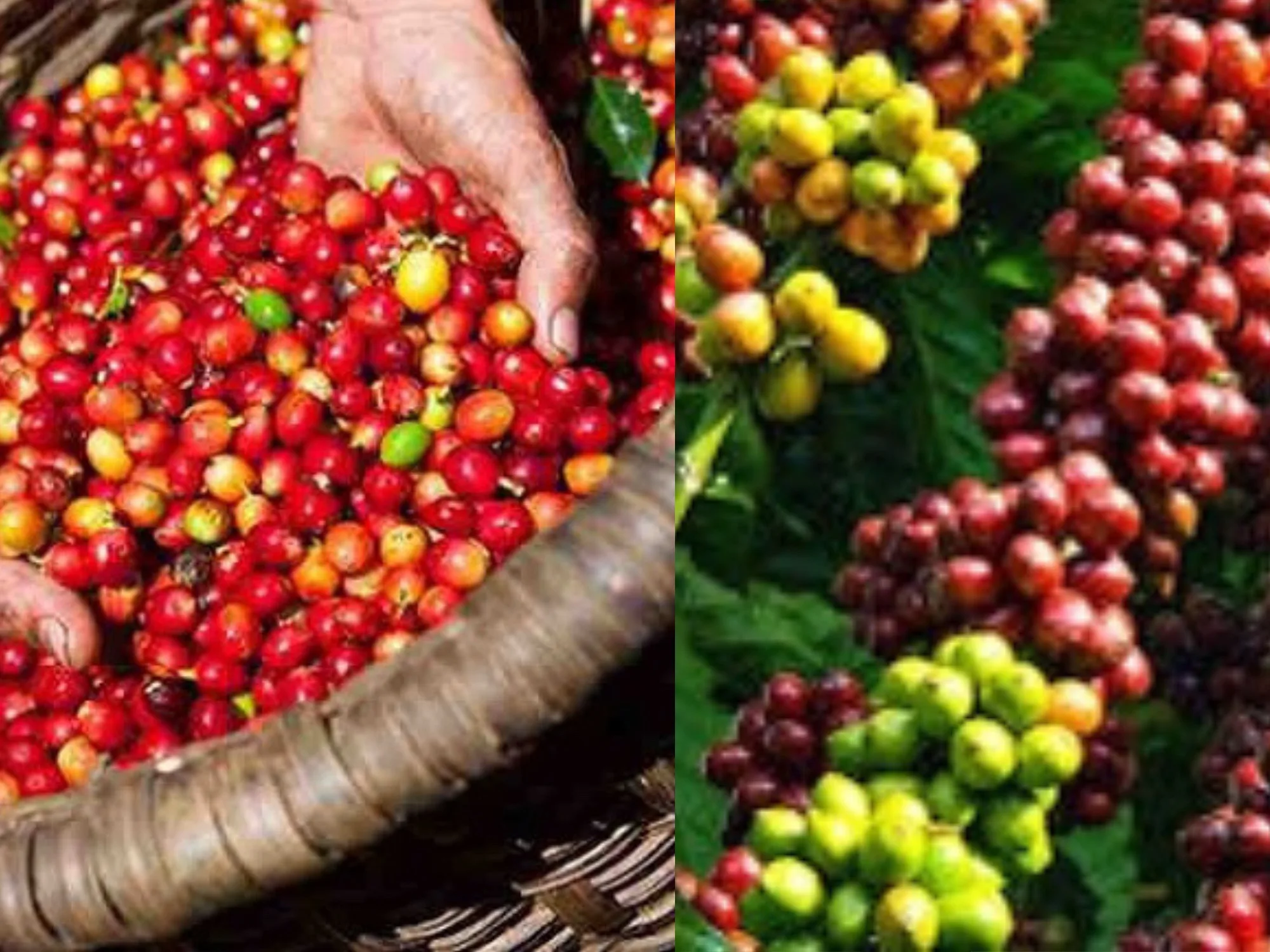 Giá cà phê ngày 26/04 tăng mạnh, vượt mốc 132.000 đồng/kg 1 gia ca phe ngay 11 04 2024