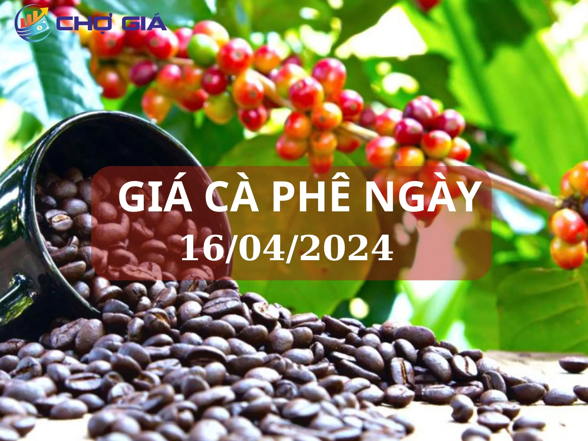 Giá cà phê 16/04 tăng mạnh 3.000 đồng/kg, thiết lập kỷ lục mới 1 gia ca phe ngay 16 04 2024