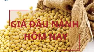 gia dau nanh hom nay