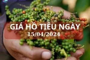 gia ho tieu ngay 15 04 2024