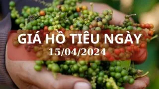 gia ho tieu ngay 15 04 2024