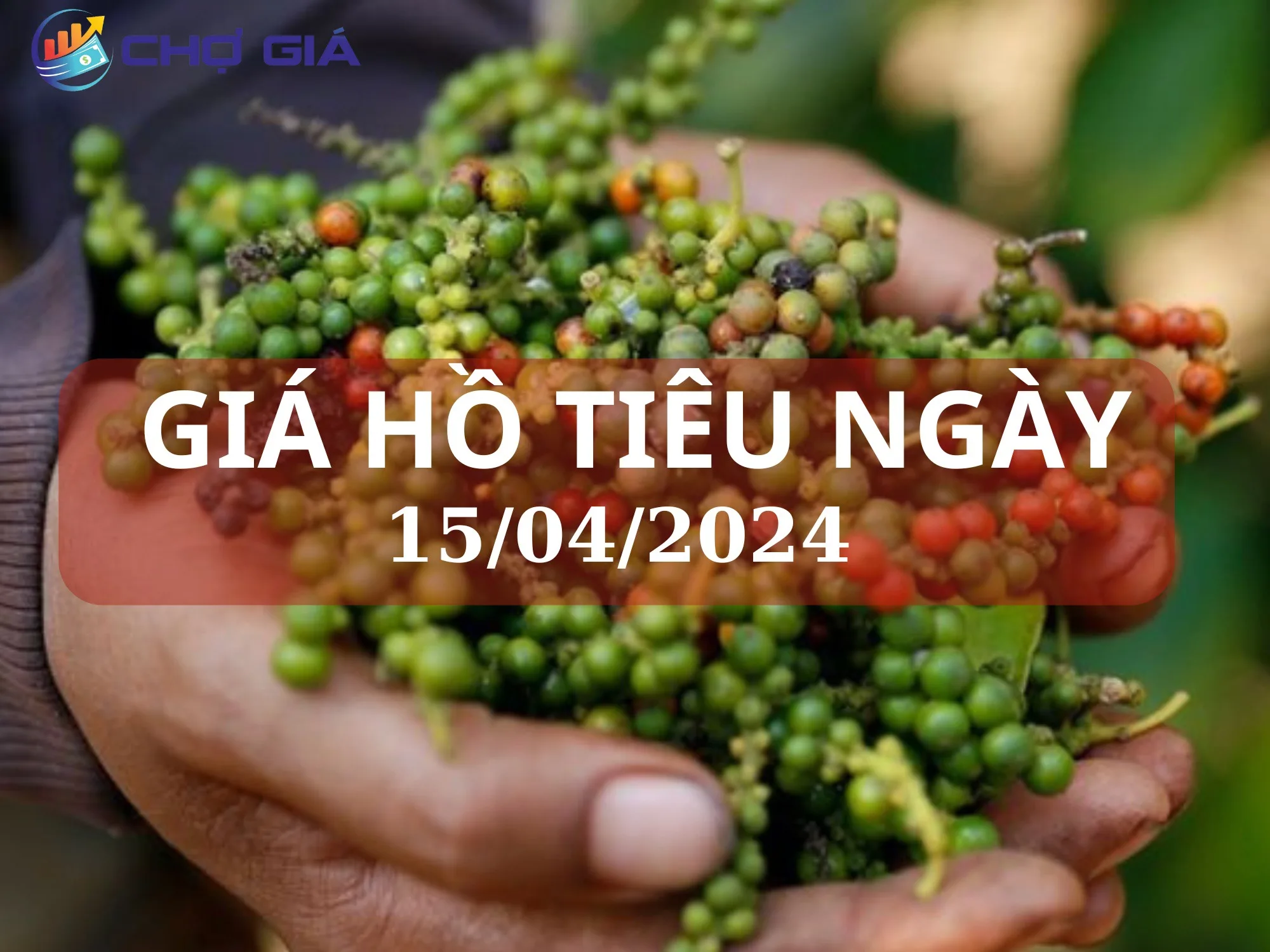 Giá tiêu 15/04 tiếp tục lao dốc, mất mốc 90.000 đồng/kg 1 gia ho tieu ngay 15 04 2024