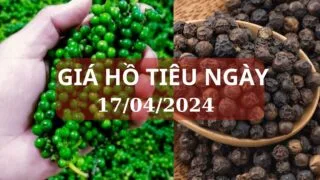 gia ho tieu ngay 17 04 2024