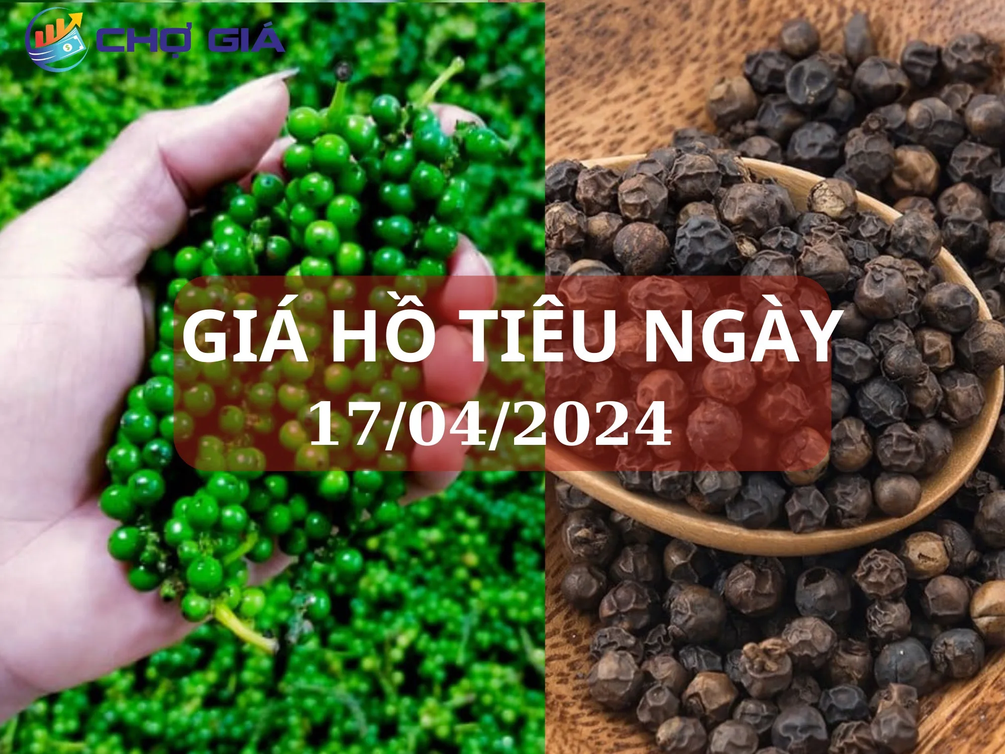 Giá tiêu ngày 17/04 tăng trở lại sau 3 ngày giảm liên tiếp 1 gia ho tieu ngay 17 04 2024