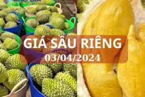 gia sau rieng 03 04 2024