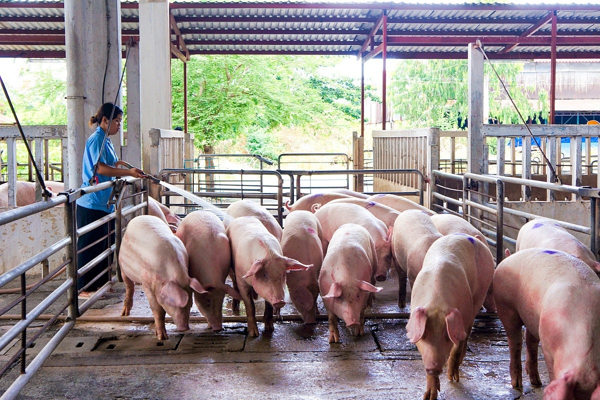 Giá heo hơi 21/02 tiếp tục tăng, chạm mốc cao 75.000 đồng/kg 2 gia thit heo hoi ngay 22 04 2024