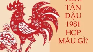 tan dau 1981 hop mau gi