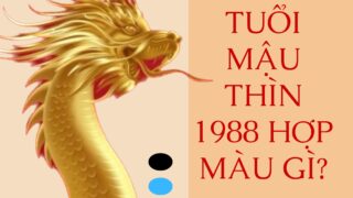 tuoi mau thin 1988 hop mau gi