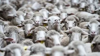 107336324 1700477447093 gettyimages 1739163382 mdm20231022transhumance17jpg 5414