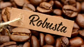ca phe robusta ngay cang tang