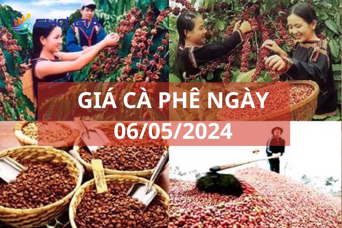 Giá cà phê 06/05 "hết thời", mất 30.000 đồng/kg trong 2 ngày 1 gia ca phe 06 05 2024