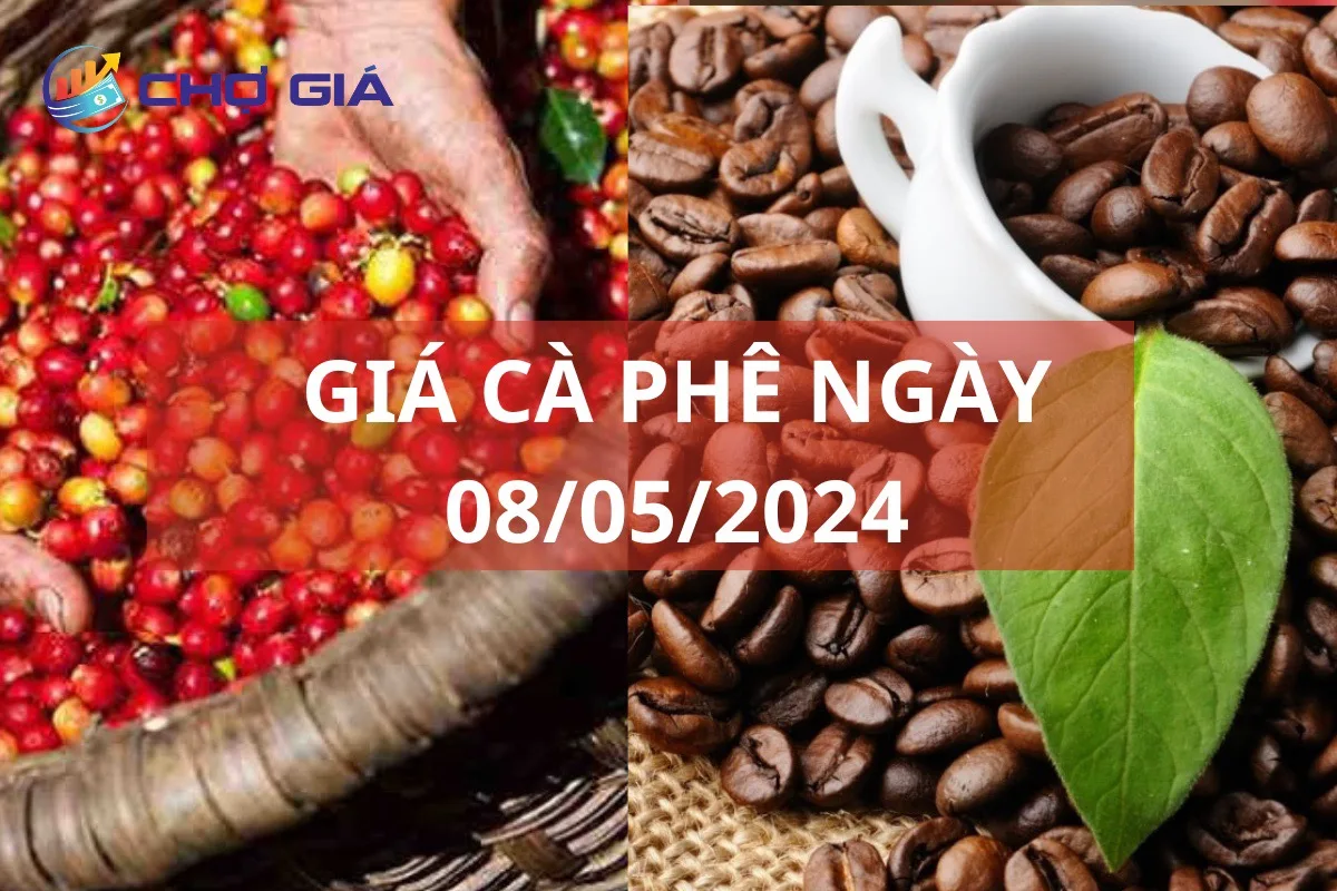 Giá cà phê 08/05 lùi sâu, thấp hơn cả giá tiêu 5.000 đồng/kg 1 gia ca phe ngay 08 05 2024