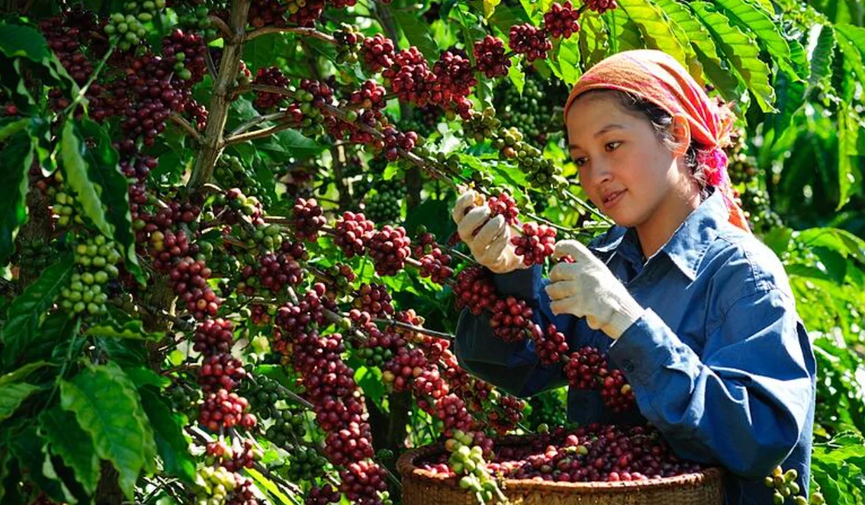 Giá cà phê 13/06 nối dài đà giảm do nguồn cung được cải thiện 1 gia ca phe ngay 16 05 2024