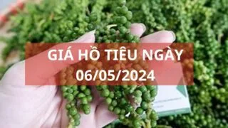 gia ho tieu 06 05 2024