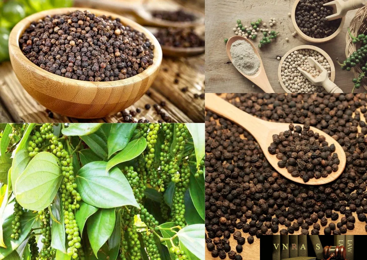 Giá tiêu 17/05 tăng sốc, lập đỉnh ở mốc 113.000 đồng/kg 1 gia tieu ngay 17 05 2024