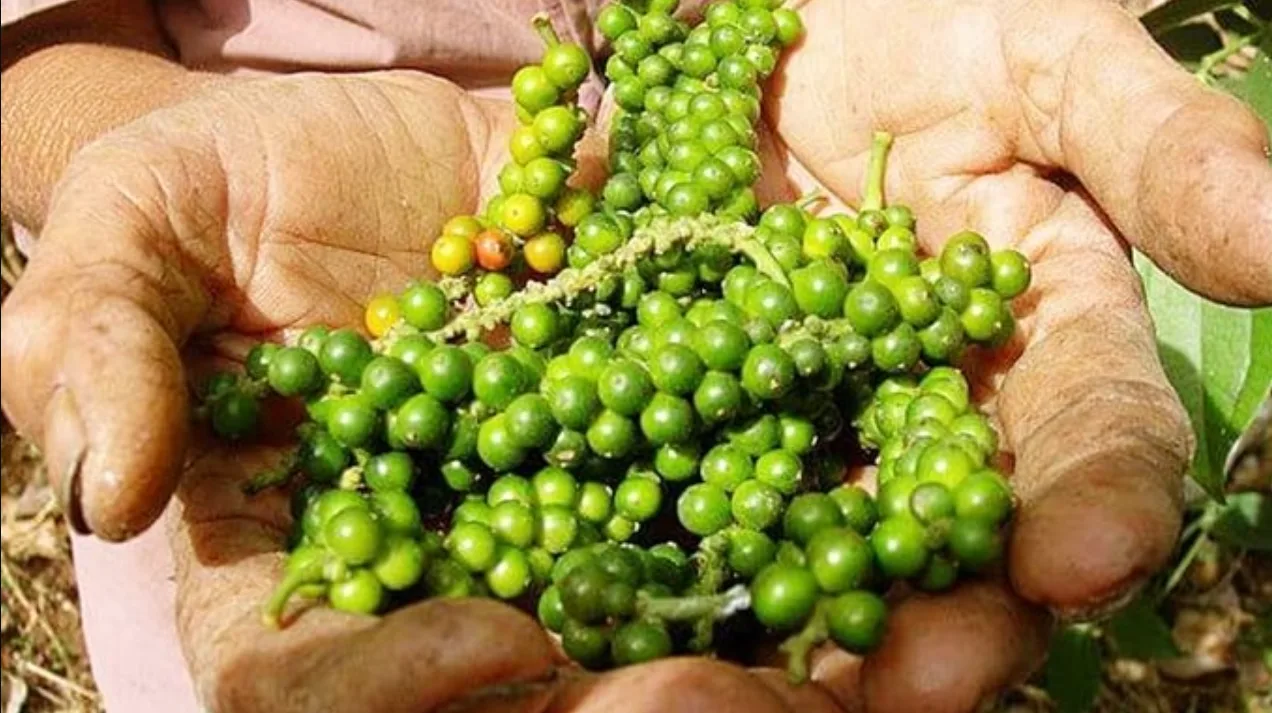 Giá tiêu 13/01 giảm mạnh, khó vượt mốc 150.000 đồng/kg 1 gia tieu ngay 20 05 2024