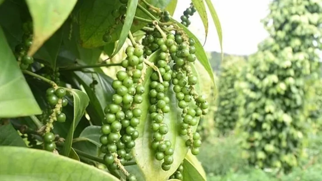 Giá tiêu 03/01 tăng nhẹ, triển vọng xuất khẩu mở rộng 1 gia tieu ngay 27 05 2024