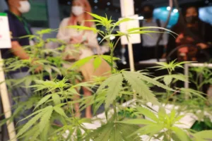 nguoi thai ung ho phan loai can sa thanh ma tuy