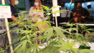 nguoi thai ung ho phan loai can sa thanh ma tuy