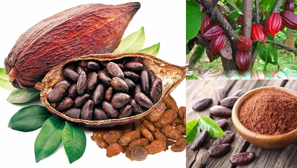 Tình trạng thiếu hụt cacao khiến các nhà sản xuất phải đối mặt với áp lực 1 gia ca cao 16 06 2024