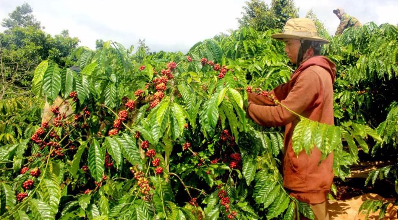Một số trang trại cà phê Việt Nam phát triển mạnh bất chấp hạn hán 1 trang trai ca phe tai viet nam