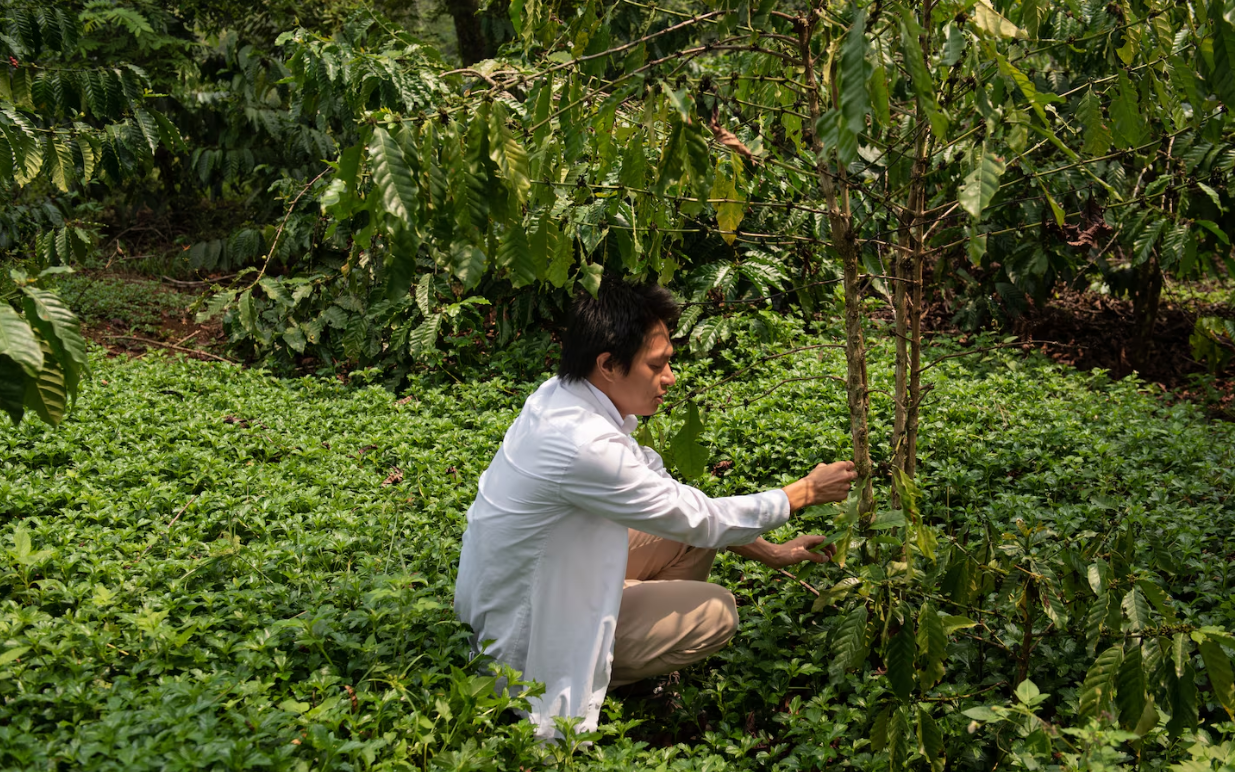 caphe chong bien doi khi hau