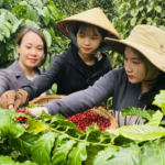 gia ca phe 19 09 2024