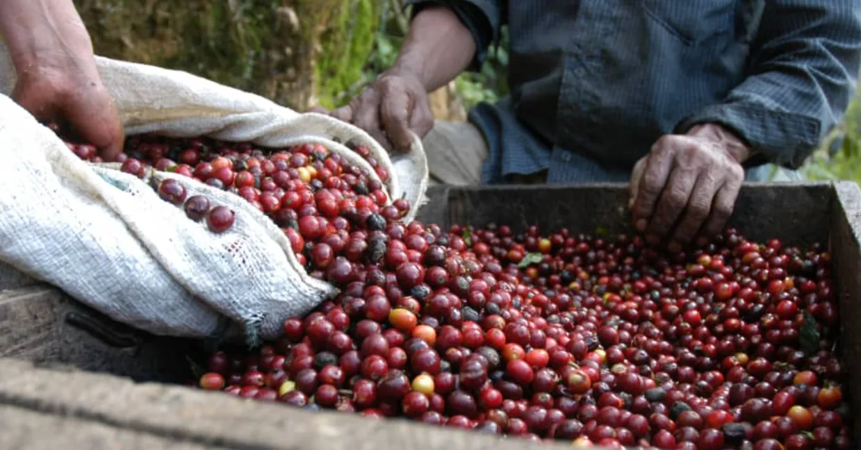 Giá cà phê 20/01 duy trì đà tăng, chạm mốc 120.000 đồng/kg 1 gia ca phe 09 10 2024
