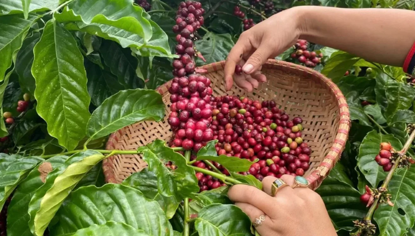 Giá cà phê đạt đỉnh lịch sử khiến thị trường biến động mạnh 1 gia ca phe 08 01 2025