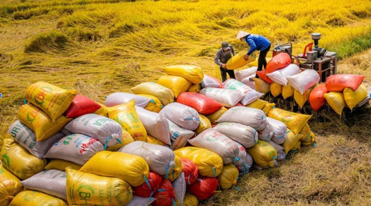 Nhật Bản tăng nhập gạo Việt Nam khi giá nội địa leo thang 2 nhat ban tang nhap gao viet nam