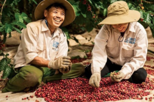 gia ca phe viet nam doi dien suc ep giam