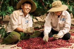 gia ca phe viet nam doi dien suc ep giam