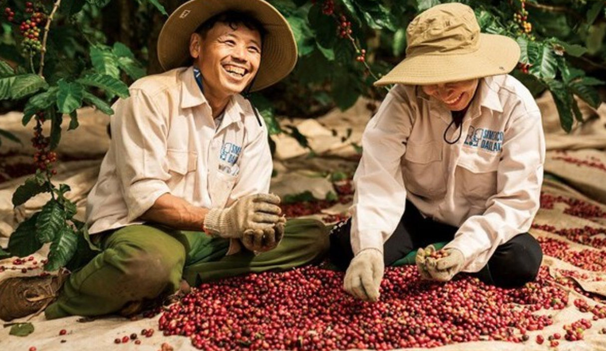 Giá cà phê tại Việt Nam đối mặt sức ép giảm do vào vụ thu hoạch